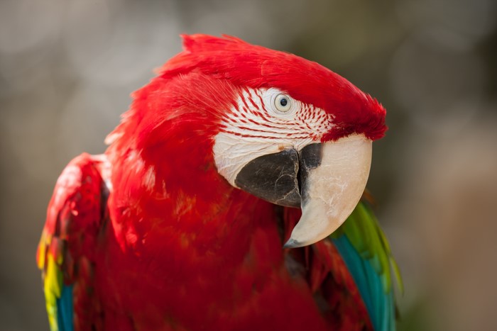 Red and Green Macaw Parrot