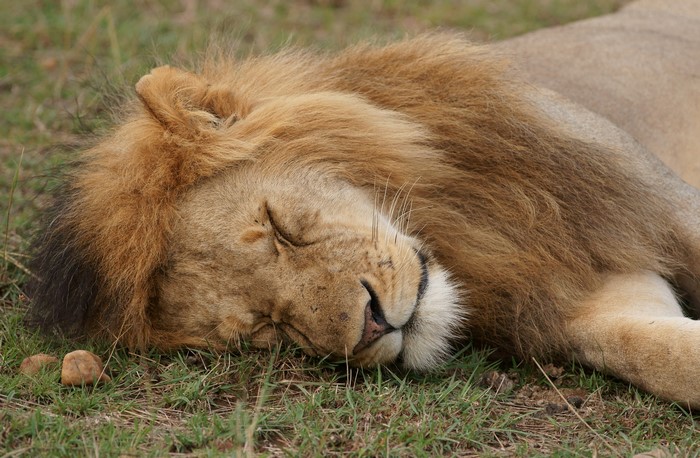 Lion sleeping on grass