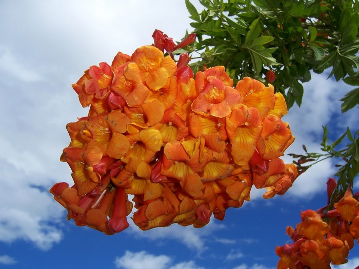Orange Trumpet Flowers Blooming Against Blue Sky