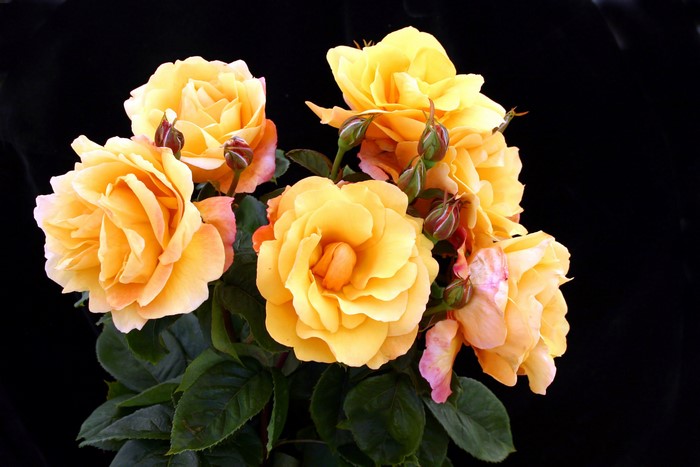 Yellow Roses with Buds