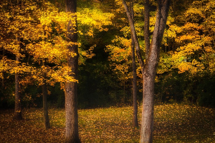 Autumn forest with yellow foliage and fallen leaves