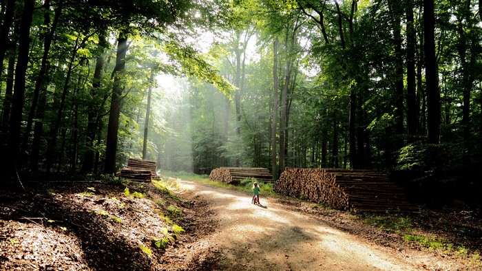 A child rides a bicycle on a forest path with stacked logs