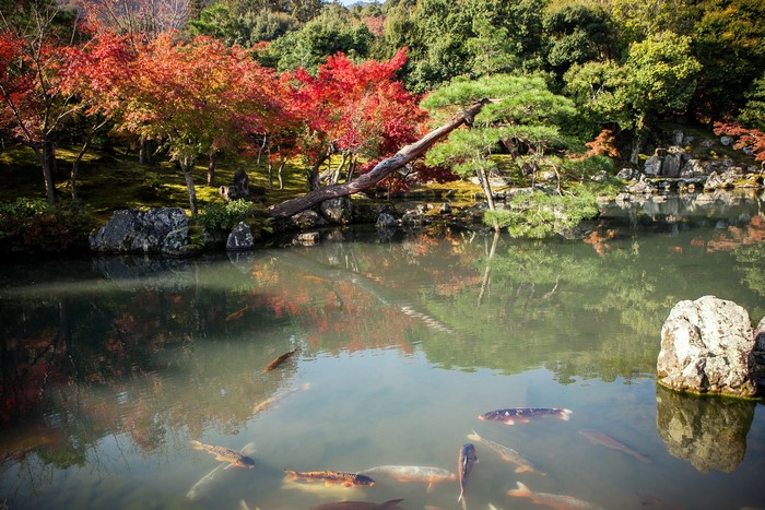 Koi pond with autumn trees and pine tree
