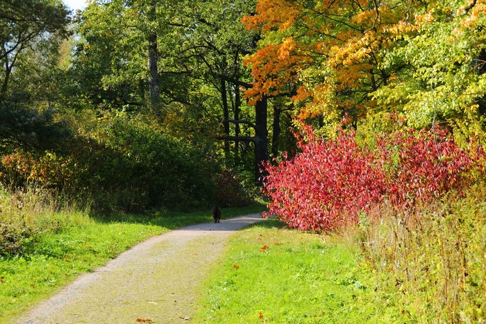 A dog walks on a path in a park during autumn.