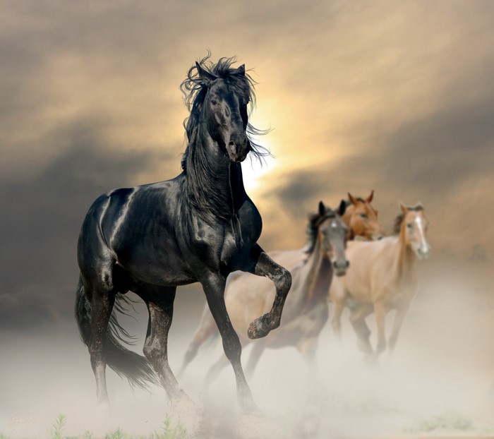 Four horses running in dust