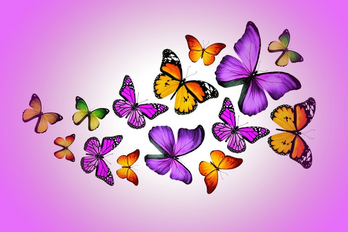 Butterflies