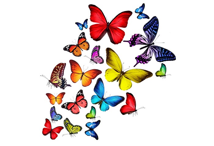 Collection of Butterflies