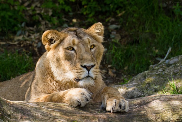 Lioness resting on a log
