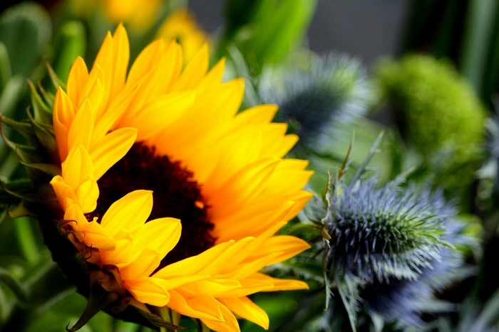 Close-up of a Sunflower with Thistles