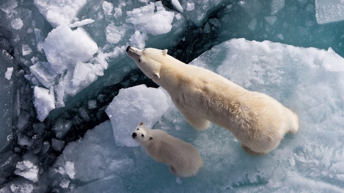 Polar bears on ice floes