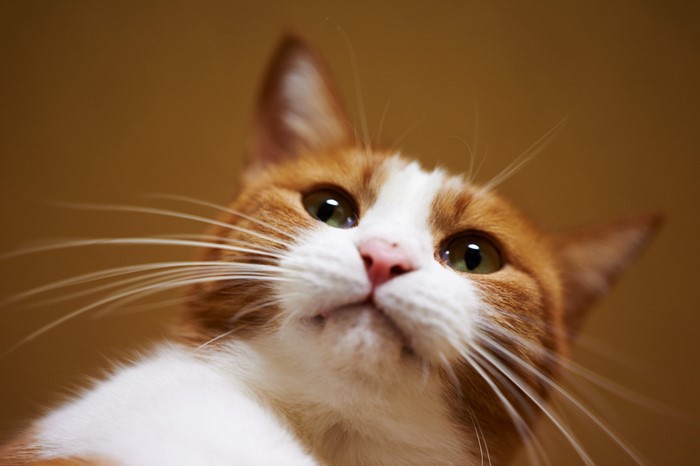 Close-up of an orange and white cat's face