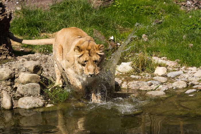 Lioness splashing water