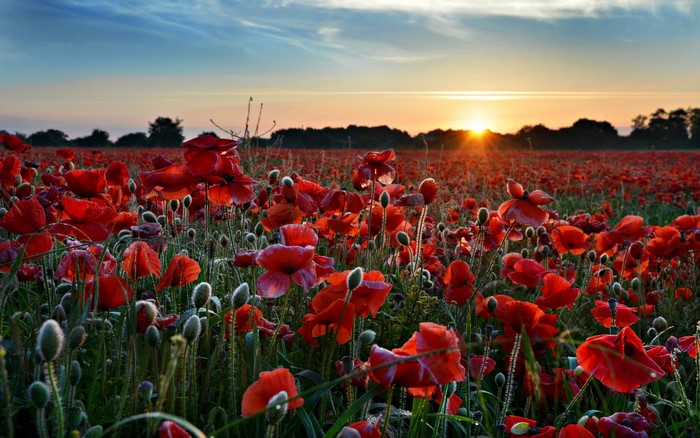 Field of Poppies at Sunrise