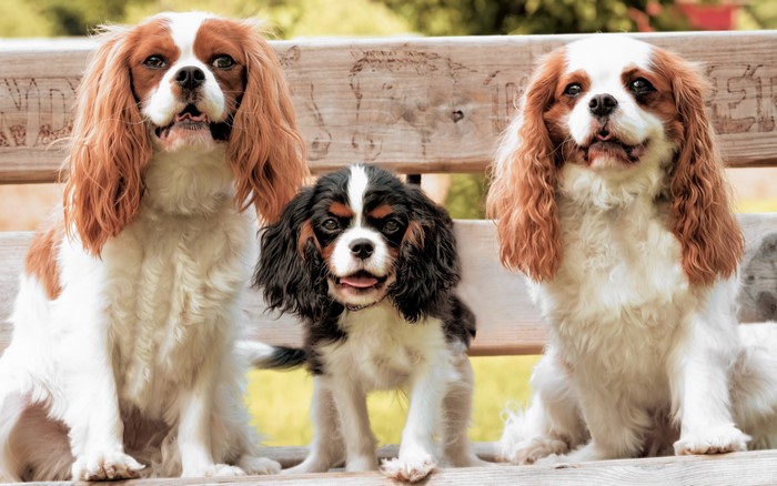 Three Cavalier King Charles Spaniels on a Bench