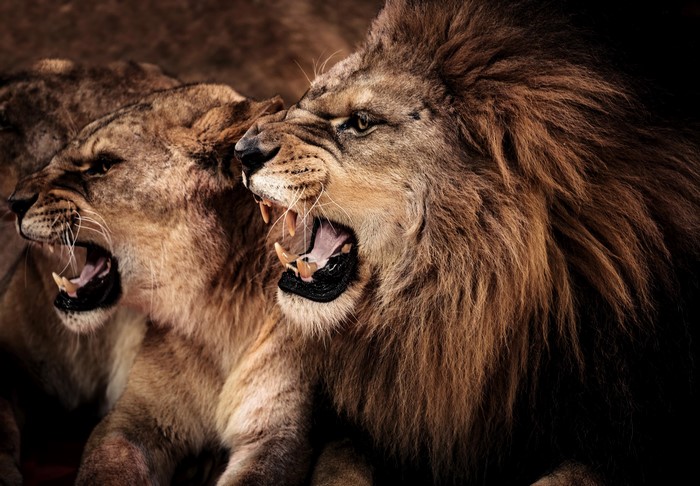 Two lions roaring aggressively