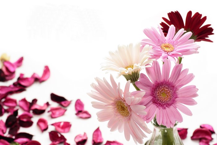 Gerberas in a vase with petals