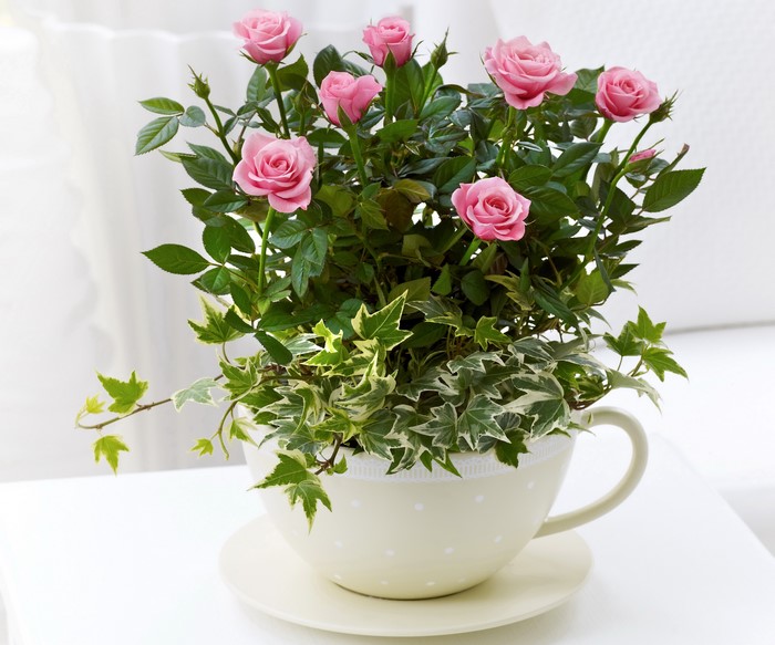 Pink Roses in a Teacup Planter