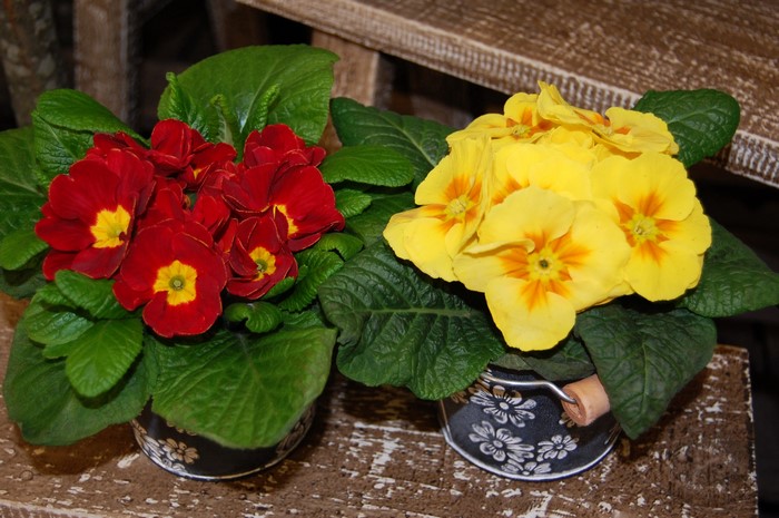 Red and yellow primroses in decorative pots