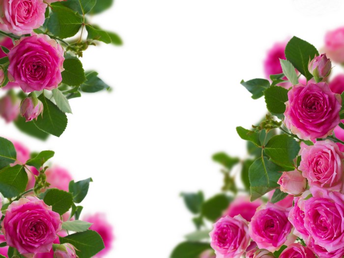 Pink Roses Border