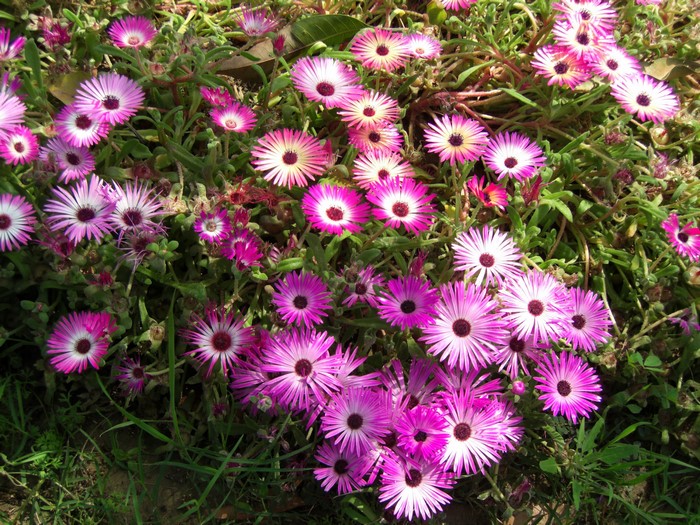 Pink and white Mesembryanthemum flowers