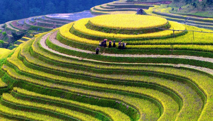 Terraced rice fields in a mountainous region
