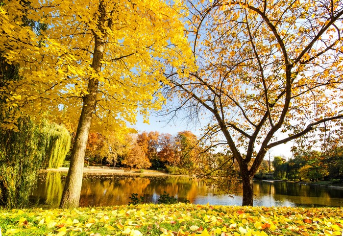 Autumn park with a lake and trees in yellow foliage