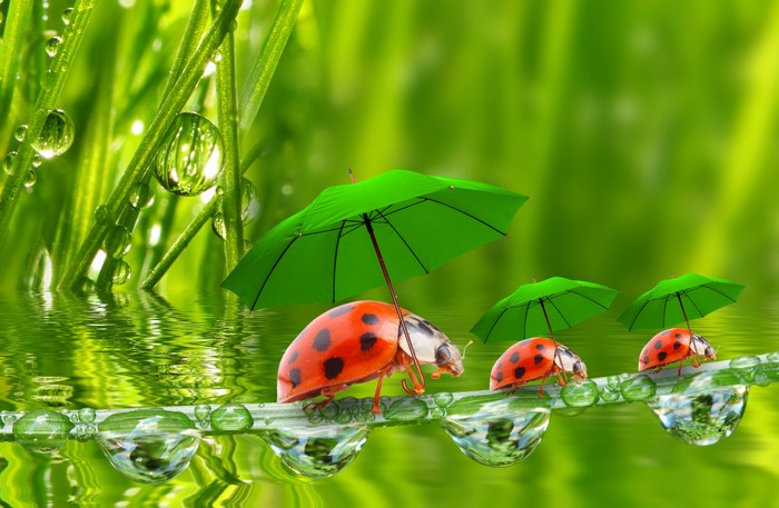 Ladybugs with Umbrellas on a Dewy Blade of Grass