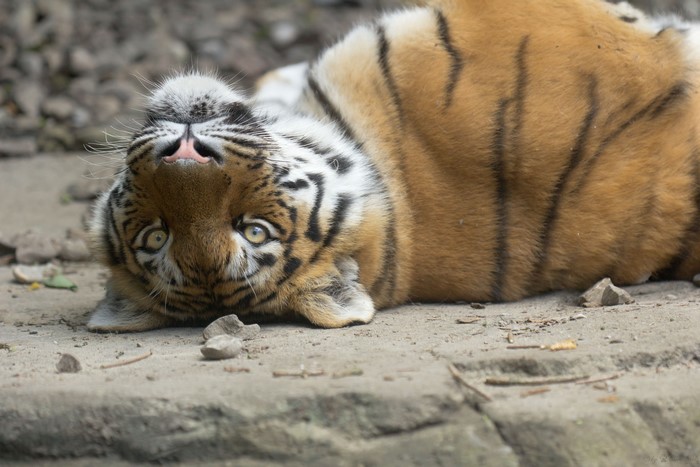 Tiger lying on its back