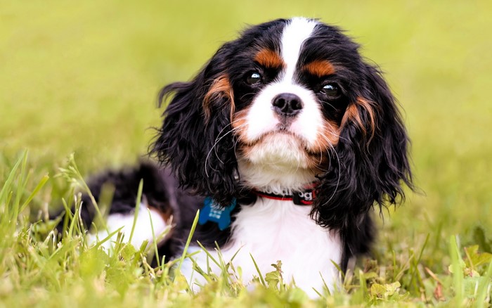 Tricolor Cavalier King Charles Spaniel dog lying in grass