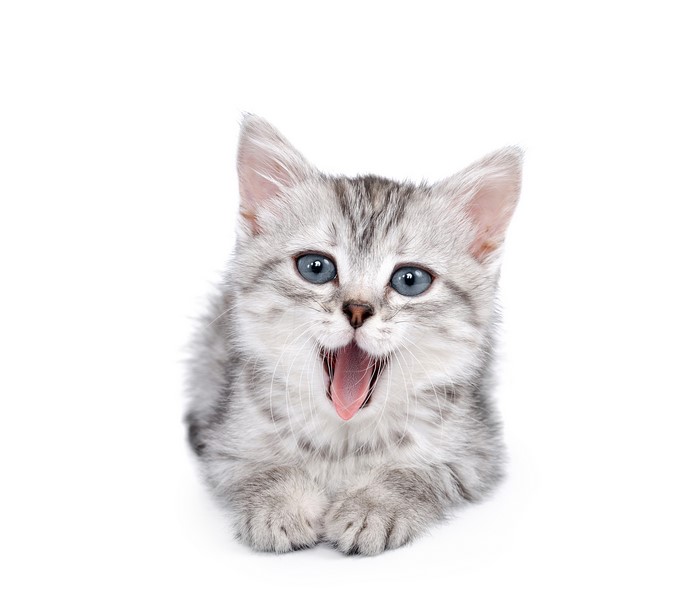 Kitten yawning on white background