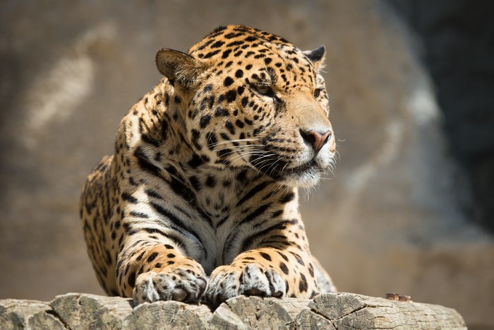 Jaguar resting on a log