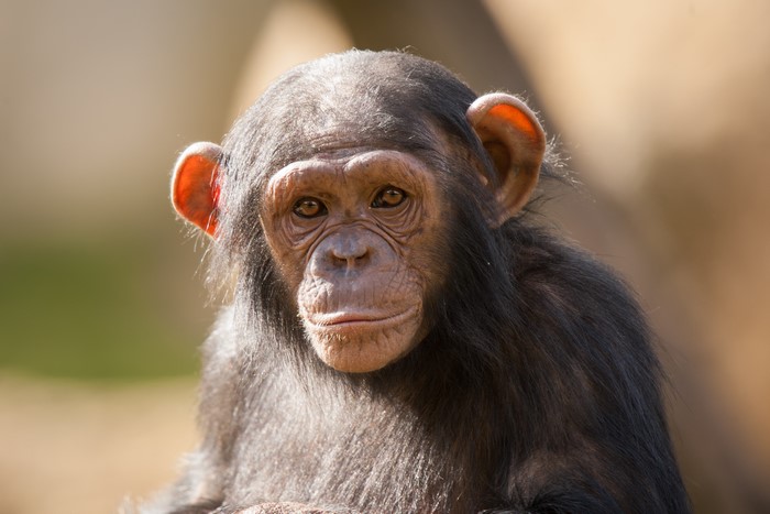 Chimpanzee looking forward