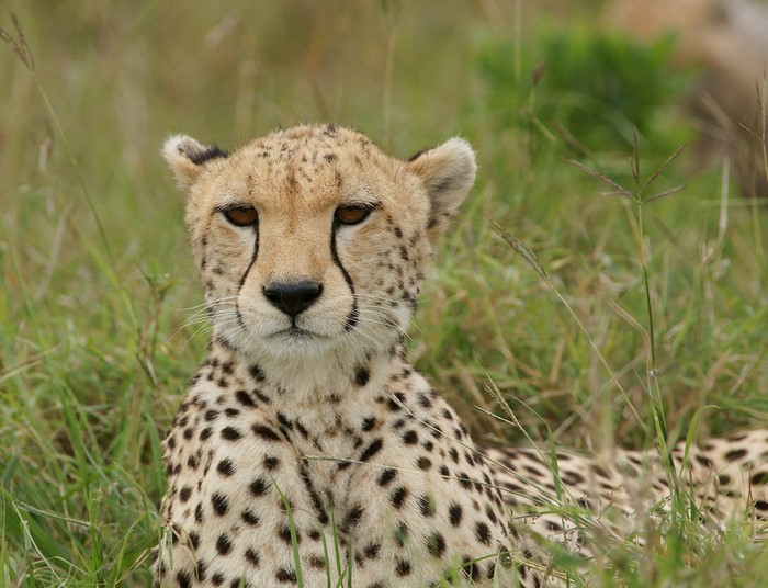 Cheetah lying in tall grass