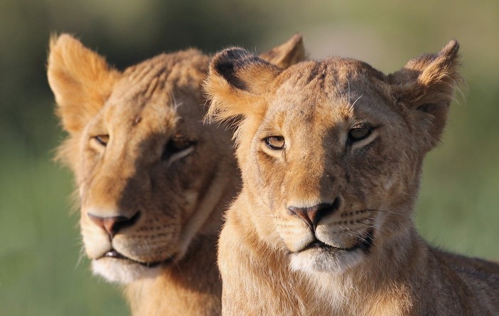 Two young lions in a grassy field