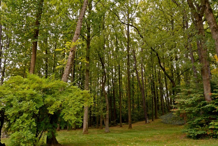 A dense forest with tall trees and a grassy clearing