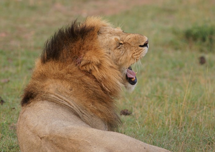 Lion yawning in a grassy field