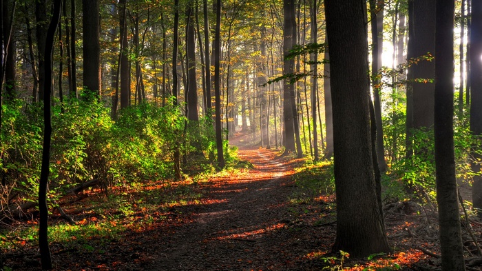 Sunlight filters through a forest path