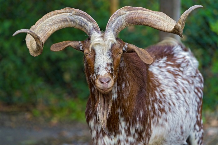 Brown and white goat with large curved horns