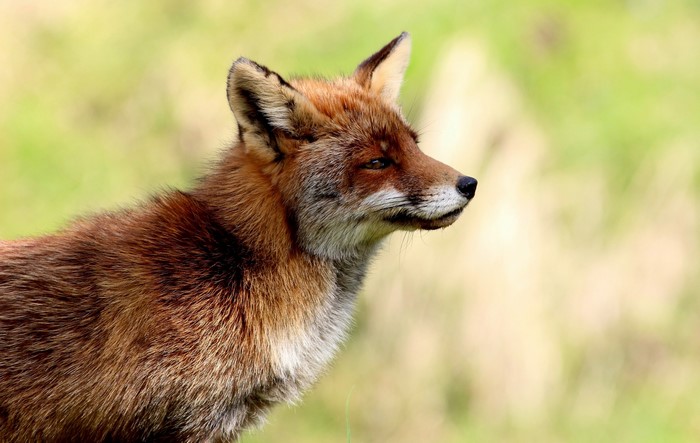 Red fox in a grassy field