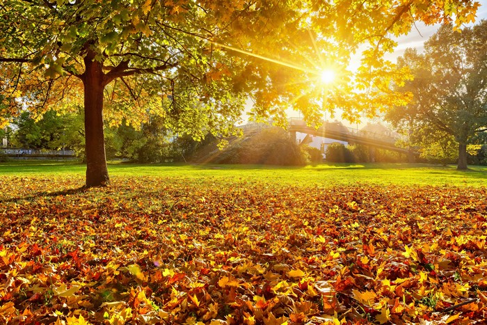 Autumn park with fallen leaves and sun rays