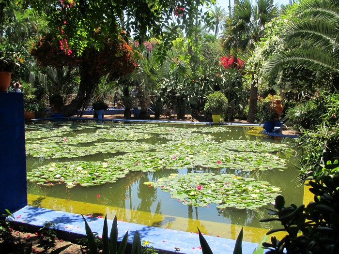 Jardin Majorelle Pond with Water Lilies, Marrakech