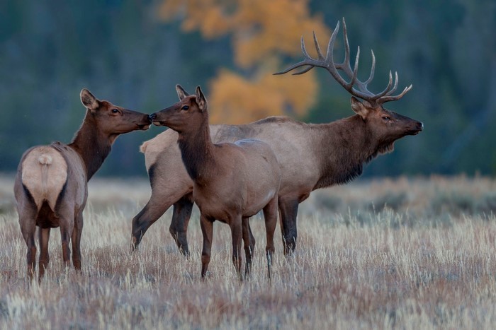 Bull Elk with Two Cows in a Field