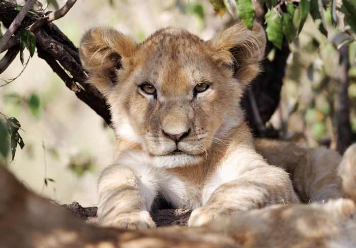 Lion cub looking at the camera