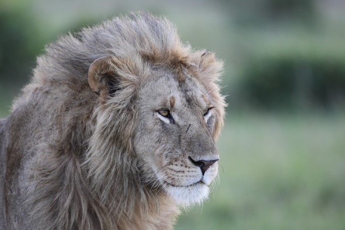 Lion with a mane in profile