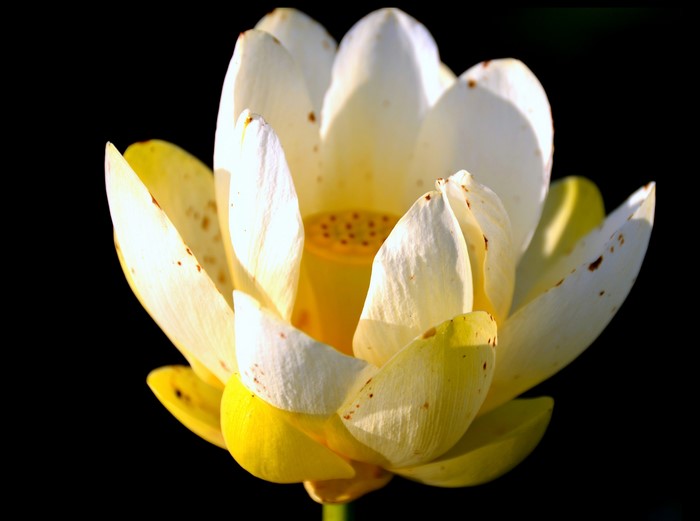 Close-up of a white and yellow lotus flower