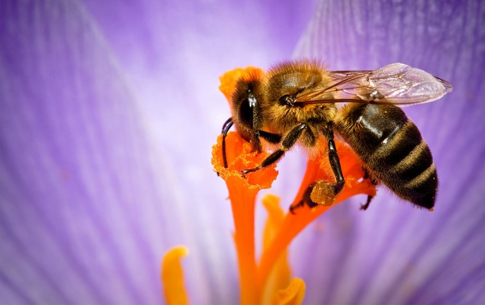Bee collecting pollen from a purple flower