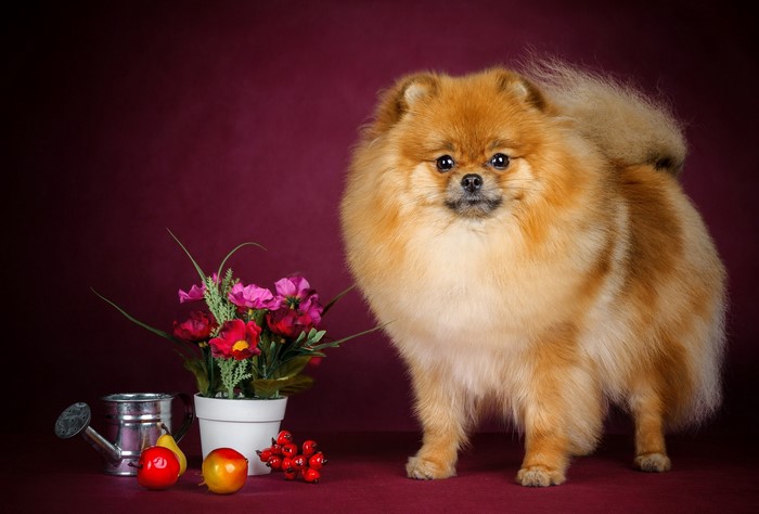 Pomeranian dog with flowers and fruit