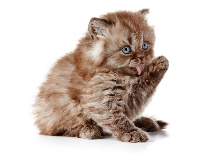 Fluffy brown kitten with blue eyes licking paw