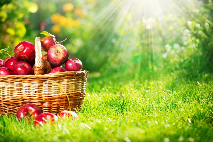 Basket of red apples in grass with sun rays