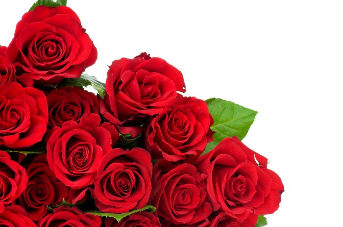 Red Roses Closeup